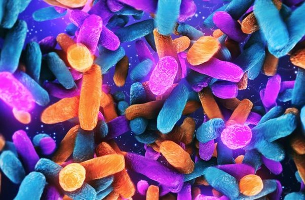 Image of gut microbiome - multicoloured
